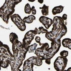 Immunohistochemical staining of human placenta shows high expression.