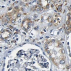 Immunohistochemical staining of human kidney using Anti-RRBP1 antibody HPA011924.