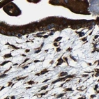 Immunohistochemical staining of human placenta using Anti-RRBP1 antibody HPA011924.