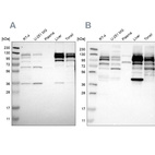 Anti-RRBP1 Antibody