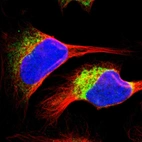 Immunofluorescent staining of human cell line U-2 OS shows localization to endoplasmic reticulum.