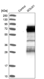 Western blot analysis in control (vector only transfected HEK293T lysate) and GOLM1 over-expression lysate (Co-expressed with a C-terminal myc-DDK tag (~3.1 kDa) in mammalian HEK293T cells, LY406091).