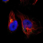 Immunofluorescent staining of human cell line U-251 MG shows localization to the Golgi apparatus.
