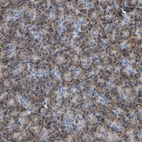 Immunohistochemical staining of human pancreas shows strong granular cytoplasmic positivity in exocrine glandular cells.