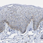 Immunohistochemical staining of human skin shows moderate granular cytoplasmic positivity in squamous epithelial cells.