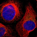 Immunofluorescent staining of human cell line U-2 OS shows localization to mitochondria.