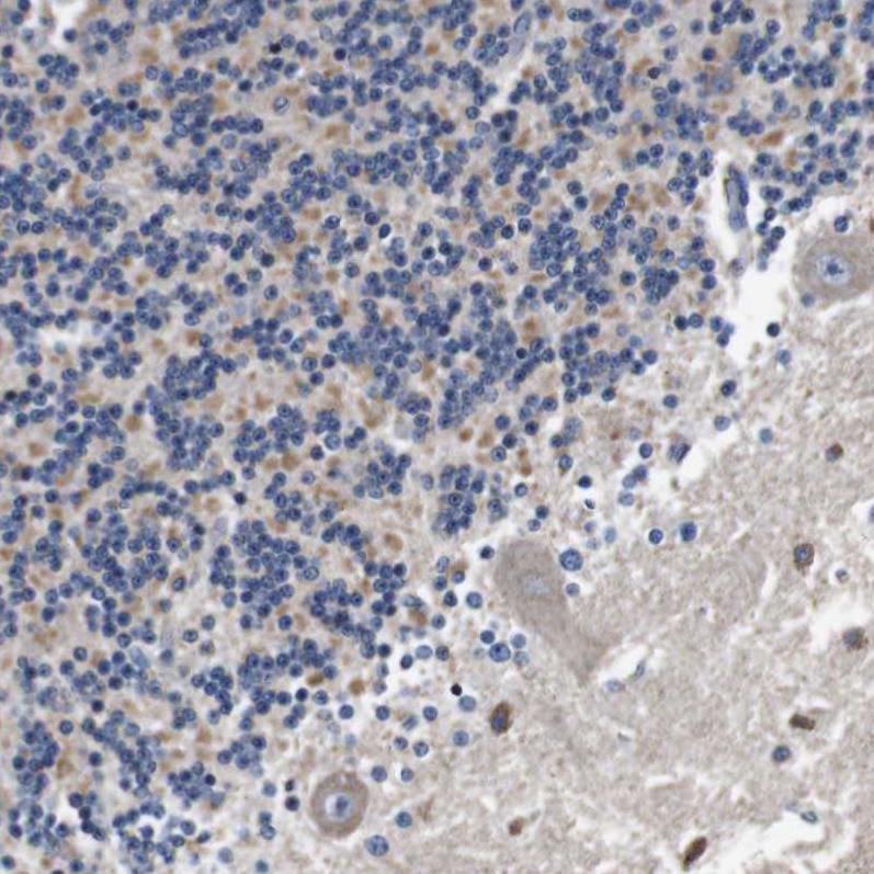 Anti-LRP4 Antibody