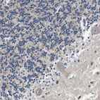 Anti-LRP4 Antibody