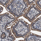 Immunohistochemical staining of human small intestine shows strong cytoplasmic positivity in glandular cells.