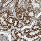 Immunohistochemical staining of human kidney shows strong cytoplasmic granular positivity in cells in tubules.