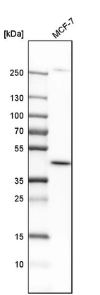 Western blot analysis in human cell line MCF-7.