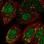 Immunofluorescent staining of human cell line MCF7 shows localization to nucleoplasm & mitochondria.