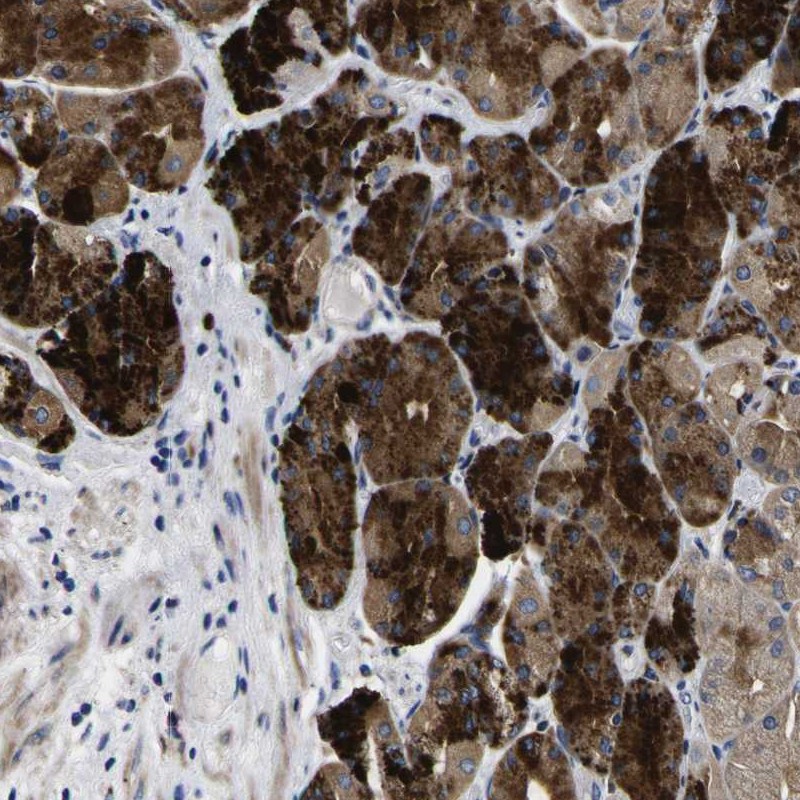 Anti-COA1 Antibody