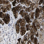 Anti-COA1 Antibody
