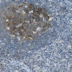 Immunohistochemical staining of human lymph node shows moderate membranous positivity in germinal center cells.