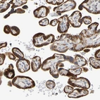 Immunohistochemical staining of human placenta shows strong granular cytoplasmic positivity in trophoblastic cells.