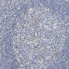 Immunohistochemical staining of human tonsil shows very weak positivity in germinal center cells.