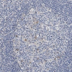 Immunohistochemical staining of human tonsil shows very weak positivity in germinal center cells.