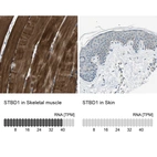 Anti-STBD1 Antibody