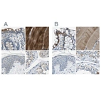 Immunohistochemical staining of human colon, skeletal muscle, skin and testis using Anti-STBD1 antibody HPA011952 (A) shows similar protein distribution across tissues to independent antibody HPA012849 (B).