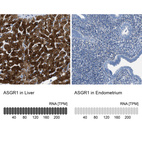 Anti-ASGR1 Antibody