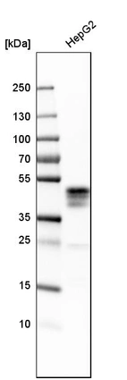 Western blot analysis in human cell line HepG2.