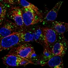 Immunofluorescent staining of human cell line Hep G2 shows localization to vesicles.