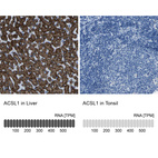 Anti-ACSL1 Antibody
