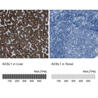 Anti-ACSL1 Antibody