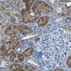 Immunohistochemical staining of human kidney shows moderate granular cytoplasmic positivity in cells in tubules.