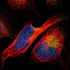Immunofluorescent staining of human cell line U-2 OS shows localization to nucleoplasm & mitochondria.