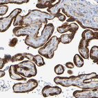 Immunohistochemical staining of human placenta shows strong granular cytoplasmic positivity in trophoblastic cells.