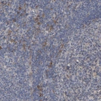 Immunohistochemical staining of human lymphoid tissues shows moderate granular cytoplasmic positivity in non-germinal center cells.