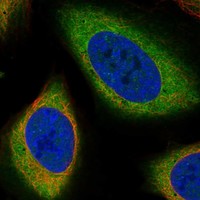 Anti-PDE9A Antibody
