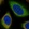 Anti-PDE9A Antibody