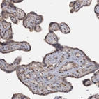 Immunohistochemical staining of human placenta shows cytoplasmic positivity in trophoblastic cells.