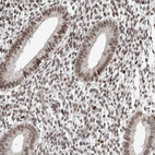 Anti-CHD4 Antibody