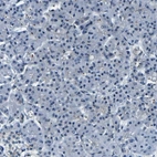 Immunohistochemical staining of human pancreas shows low expression as expected.