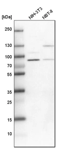 Western blot analysis in mouse cell line NIH-3T3 and rat cell line NBT-II.