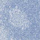 Immunohistochemical staining of human tonsil shows no positivity in non-germinal center cells as expected.