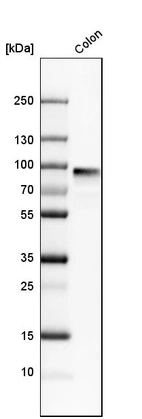 Western blot analysis in human colon tissue.