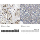 Anti-ERBB4 Antibody