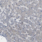 Anti-ERBB4 Antibody