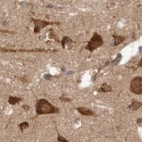Immunohistochemical staining of human cerebral cortex using Anti-LRRC47 antibody HPA012018.