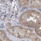 Immunohistochemical staining of human kidney using Anti-LRRC47 antibody HPA012018.
