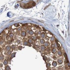 Immunohistochemical staining of human testis using Anti-LRRC47 antibody HPA012018.