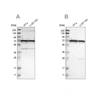 Western blot analysis using Anti-LRRC47 antibody HPA012018 (A) shows similar pattern to independent antibody HPA008512 (B).