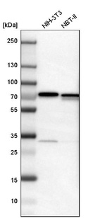 Western blot analysis in mouse cell line NIH-3T3 and rat cell line NBT-II.