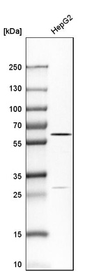 Western blot analysis in human cell line HepG2.