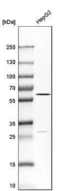 Western blot analysis in human cell line HepG2.